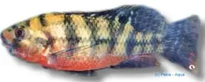 Näsets Ciklidhobby Tilapia zilli ciklid Redbelly 5-5,5 cm