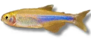 Cochus blue tetra Boehlkea fredcochui akvariefisk >4 cm