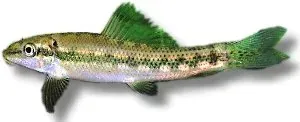 Gyrinocheilus aymonieri algätare svart 5 cm