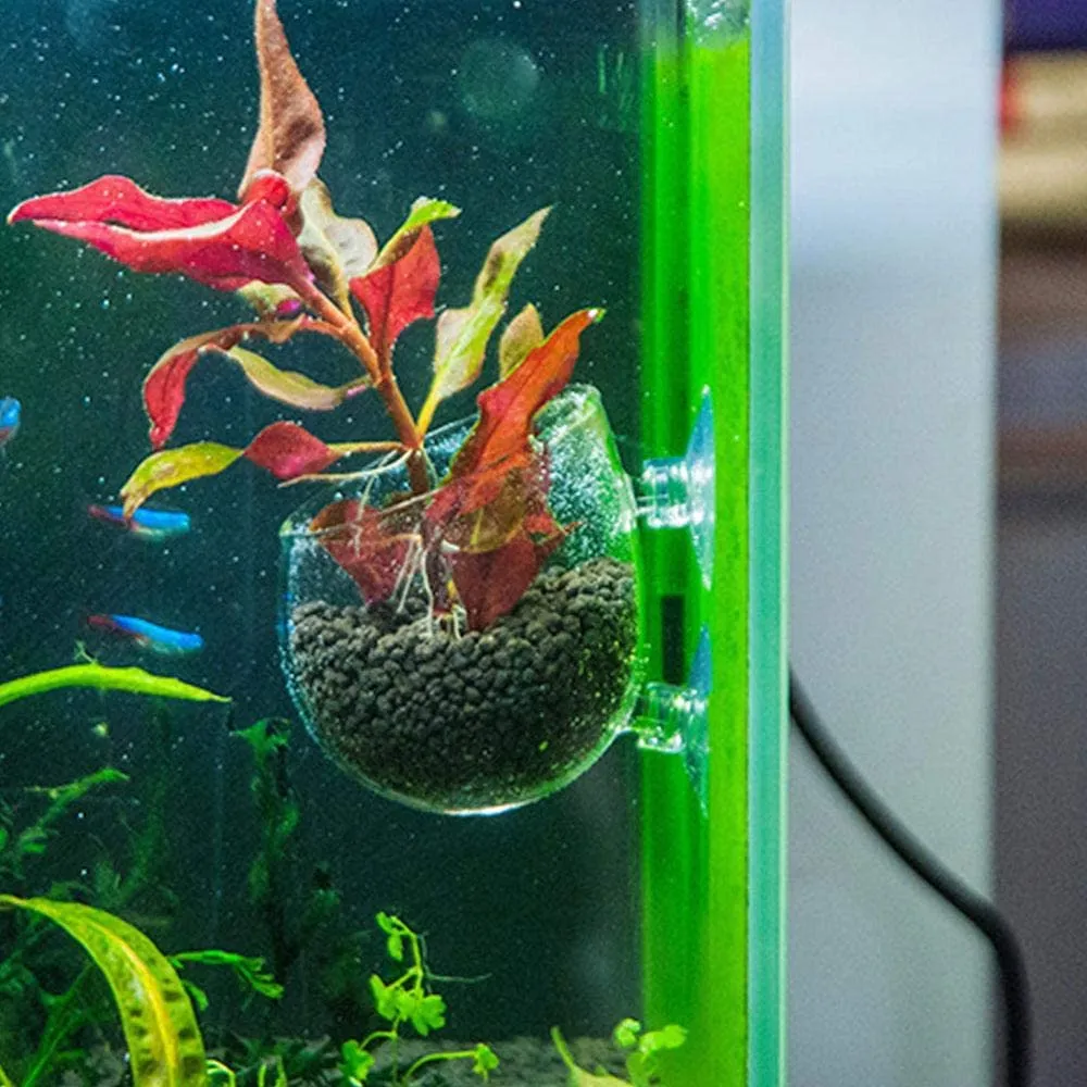 Garnelen TV glaskopp växtskål akvarium 7 cm sugkopp