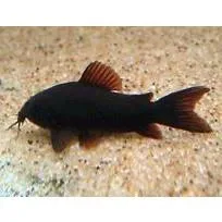 Näsets Corydoras Venezuela Black pansarmal svart