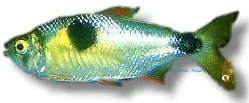 Exodon paradoxus bucktooth tetra 6 cm artkar