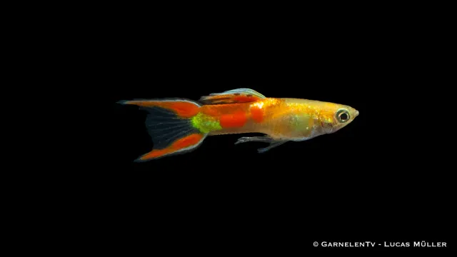 Garnelen TV Gold Calico endlers guppyhane akvariefisk guld