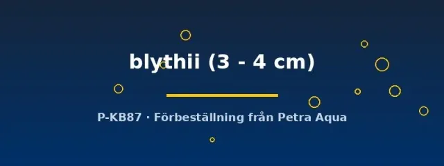 Toxotes blythii bågfisk 3–4 cm brackvatten