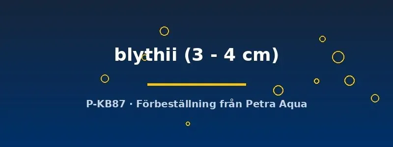 Toxotes blythii bågfisk 3–4 cm brackvatten