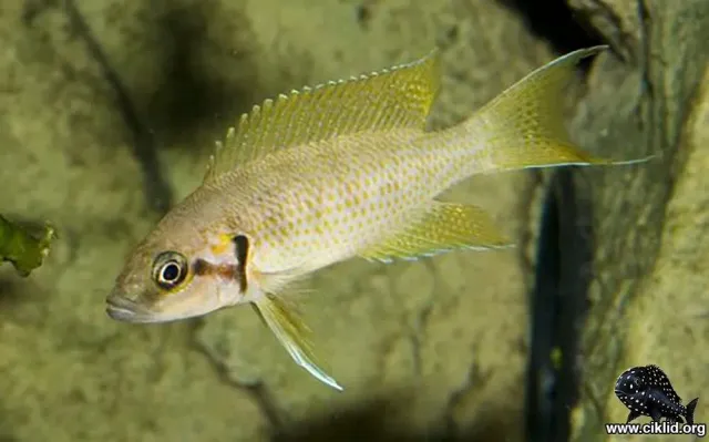 Näsets Ciklidhobby Neolamprologus helianthus ciklid 3,5–4 cm