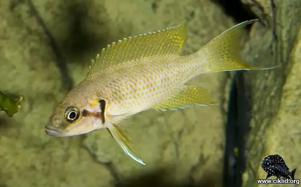 Näsets Ciklidhobby Neolamprologus helianthus ciklid 3,5–4 cm