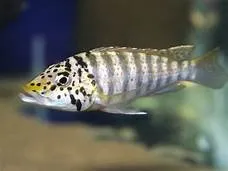 Näsets Ciklidhobby Ctenochromis Horei ciklid 6–8cm