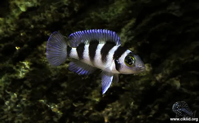 Näsets Ciklidhobby Tretocephalus ciklid 4–5 cm Tanganyika