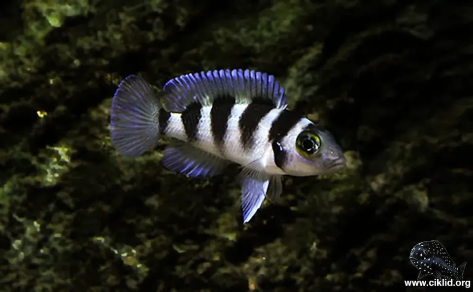 Näsets Ciklidhobby Tretocephalus ciklid 4–5 cm Tanganyika