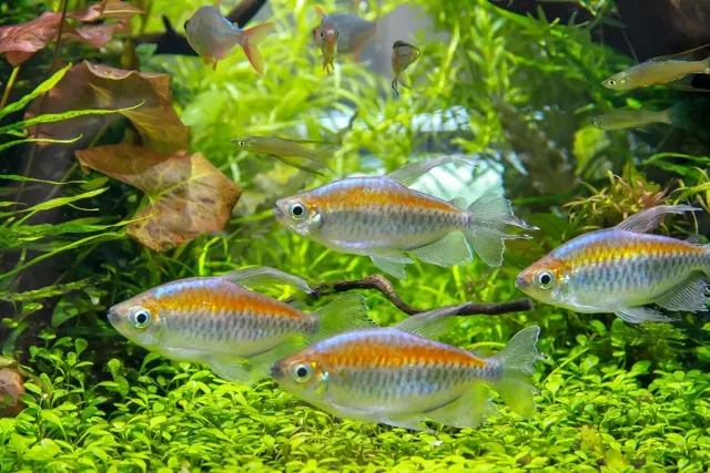 Näsets Ciklidhobby Kongotetra Phenacogrammus interruptus 4–4,5 cm