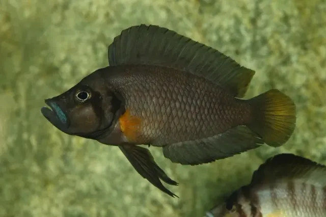 Näsets Ciklidhobby compressiceps Sumbu akvariefisk 3 cm tanganyika