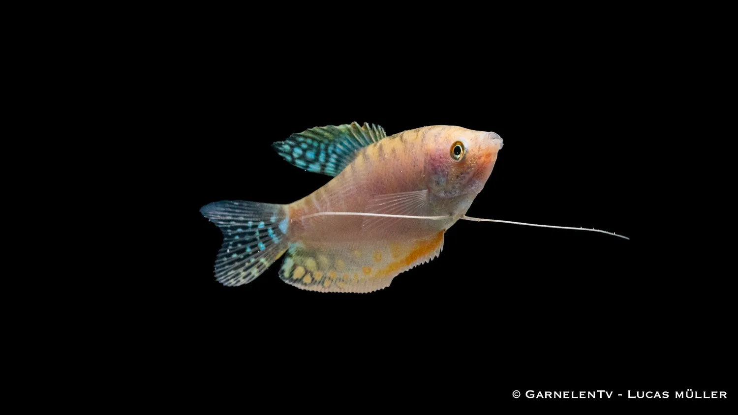 Garnelen TV Prickig Opal Trichogaster trichopterus trådgurami