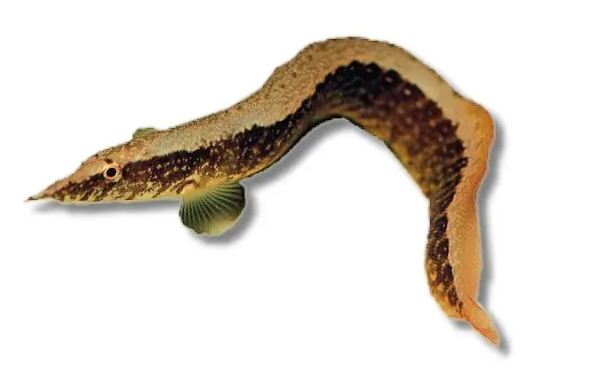 Näsets Ciklidhobby Mastacembelus circumcinctus taggål 6–8 cm
