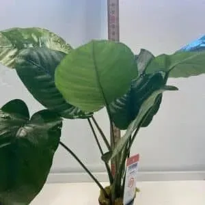 Näsets Ciklidhobby Anubias Bateri akvarieväxt lättskött