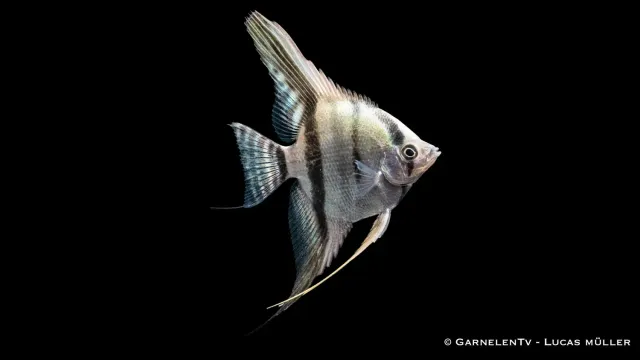 Skalar Blue Pearl Pterophyllum scalare akvariefisk 100 l