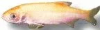 Näsets Ciklidhobby Golden orfe dammfisk 12–15 cm Ide