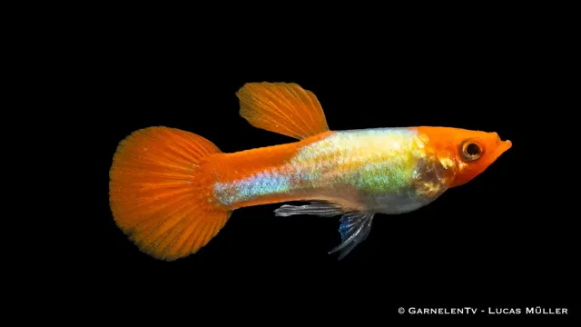 Garnelen TV Koi Kohaku Metallic guppy hane 3–4 cm