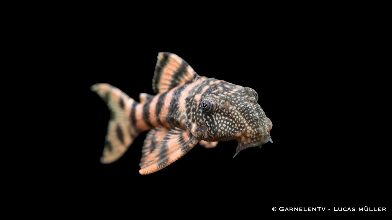 Panaqolus changae L226 pansarmal rosa tiger 7-10 cm