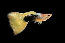 Näsets Guppy Yellow Tuxedo par akvariefisk 3–3,5 cm