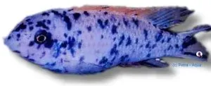 Labeotropheus trewawasae marmelade mbuna 6–7 cm