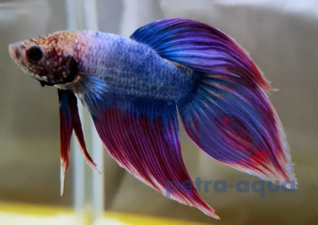 Näsets Ciklidhobby Betta spl kampfisk albino veiltail XL