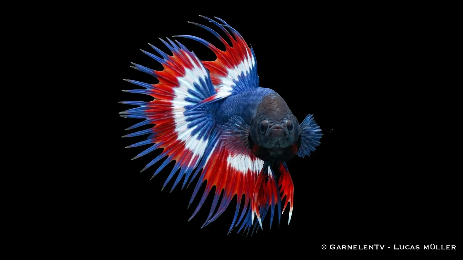 Garnelen TV Betta Kammschwanz Thai Flagge kampfisk hane