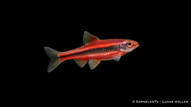 Garnelen TV Regnbågselritsa Notropis chrosomus 5 cm