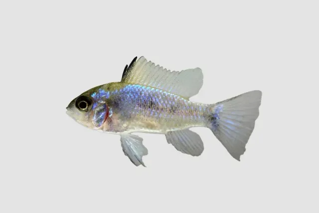 Papiliochromis ramirezi electric blue fjärilsciklid XL 4–4,5cm