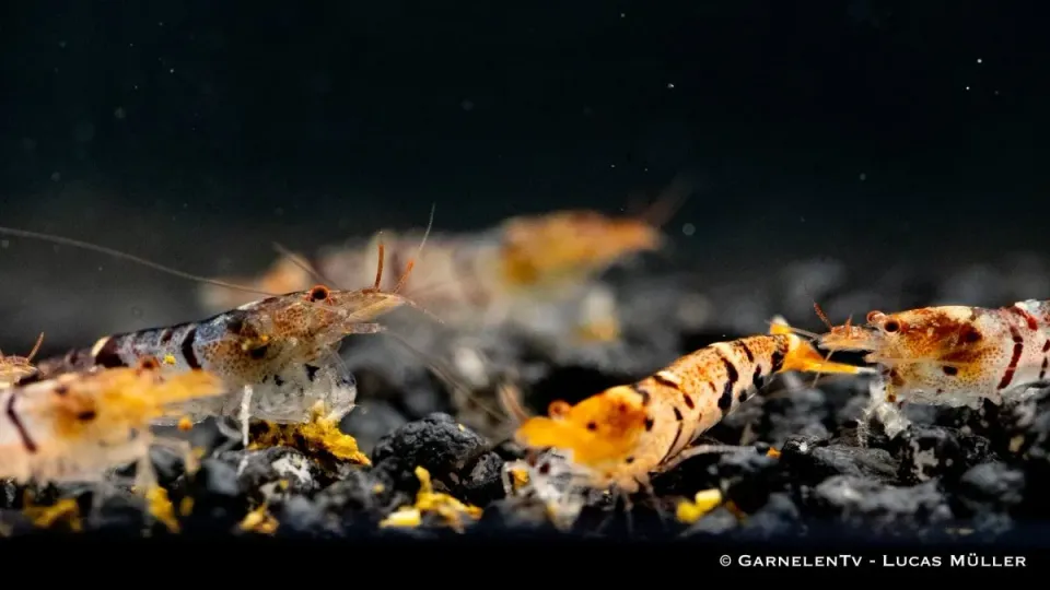 Garnelen TV tigerräka Caridina mariae söt 3 cm