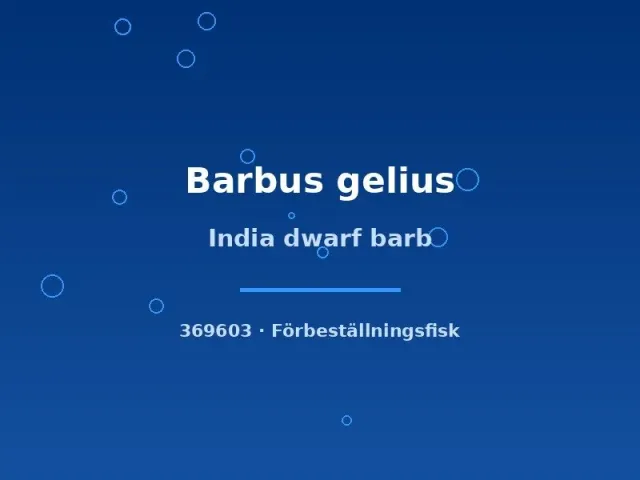 Barbus gelius india dwarf barb akvariefisk lg livlig