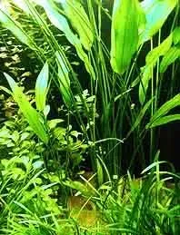 Echinodorus paniculatus akvarieväxt kruka stor