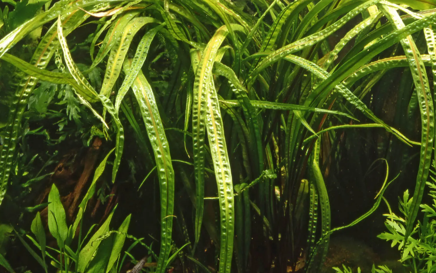 Akvarievalvet Cryptocoryne crispatula akvarieväxt bakgrund