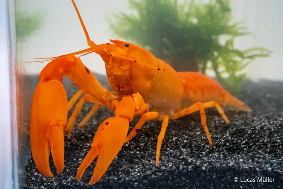 Garnelen TV goldener cherax cf snowden sötvattenskräfta