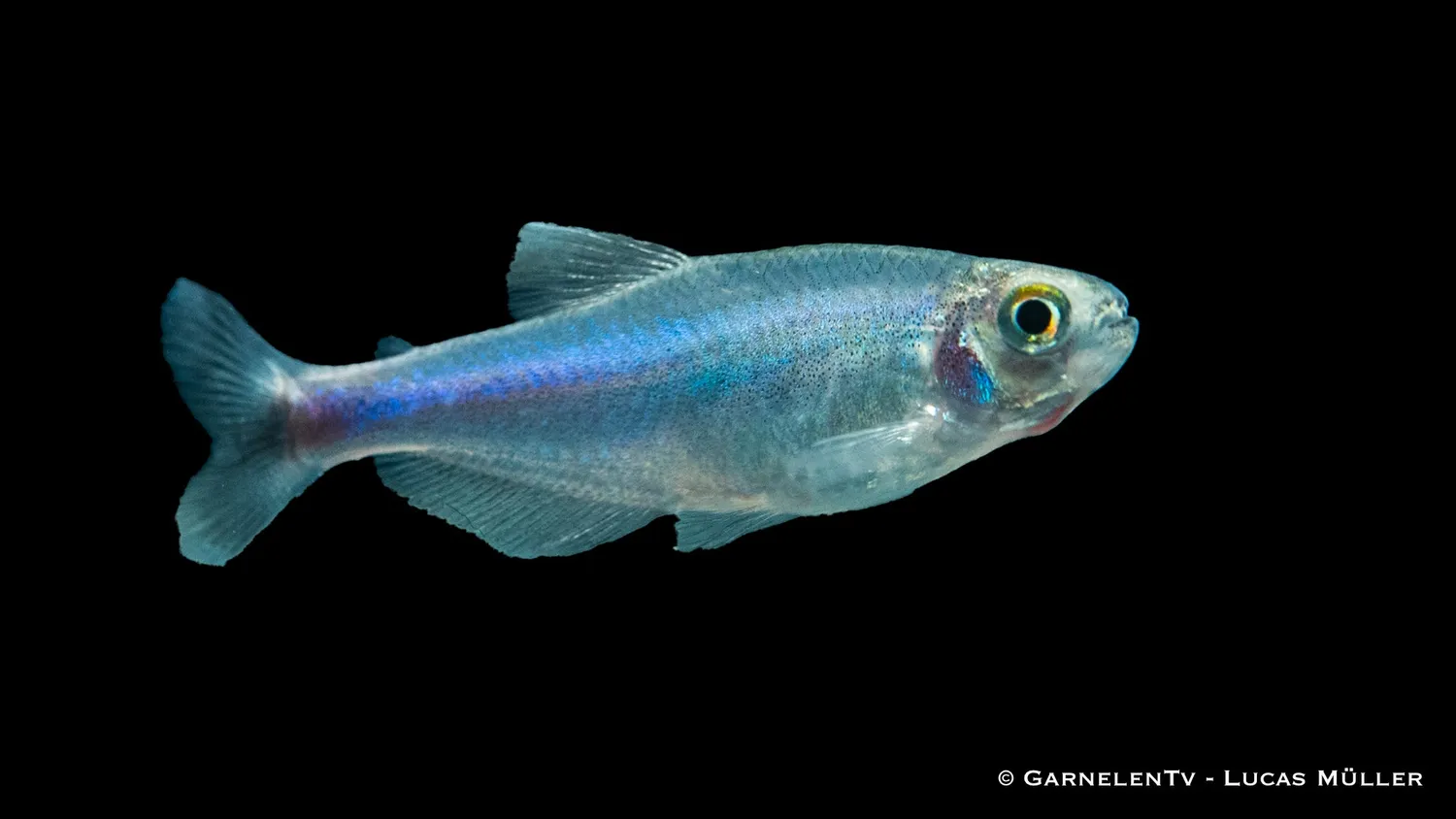 Garnelen TV Knodus borki akvariefisk blå perusalmler 4-5cm