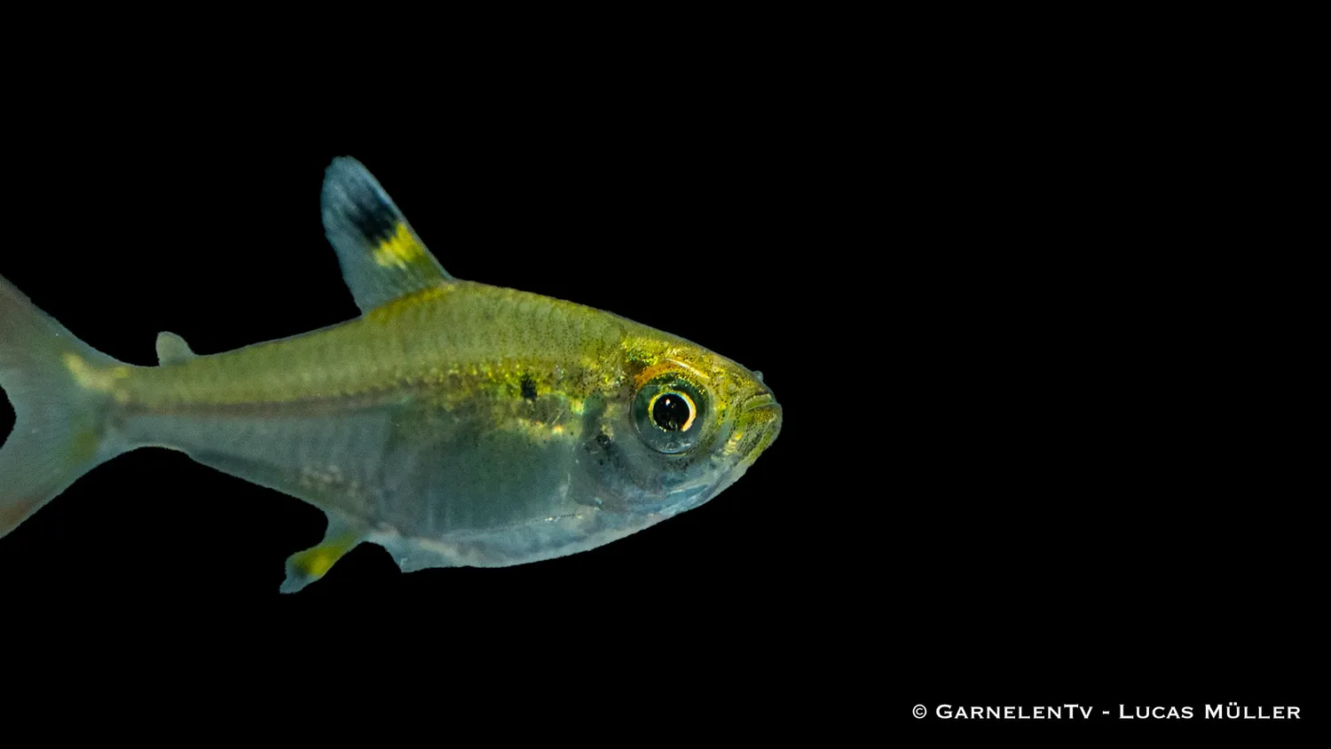 Garnelen TV Sternflecksalmler stimfisk Pristella maxillaris