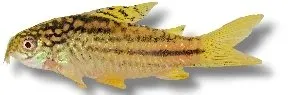 Näsets Ciklidhobby Corydoras yellow cat akvariefisk 3–4 cm bottenfisk