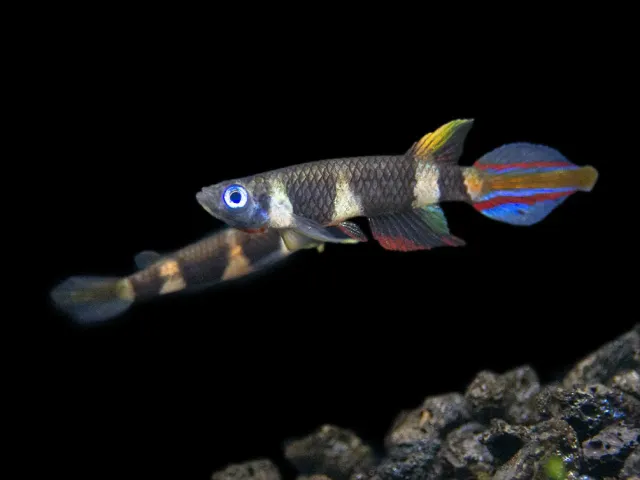 Näsets Ciklidhobby Epiplatys annulatus clownkilli killifisk parvis