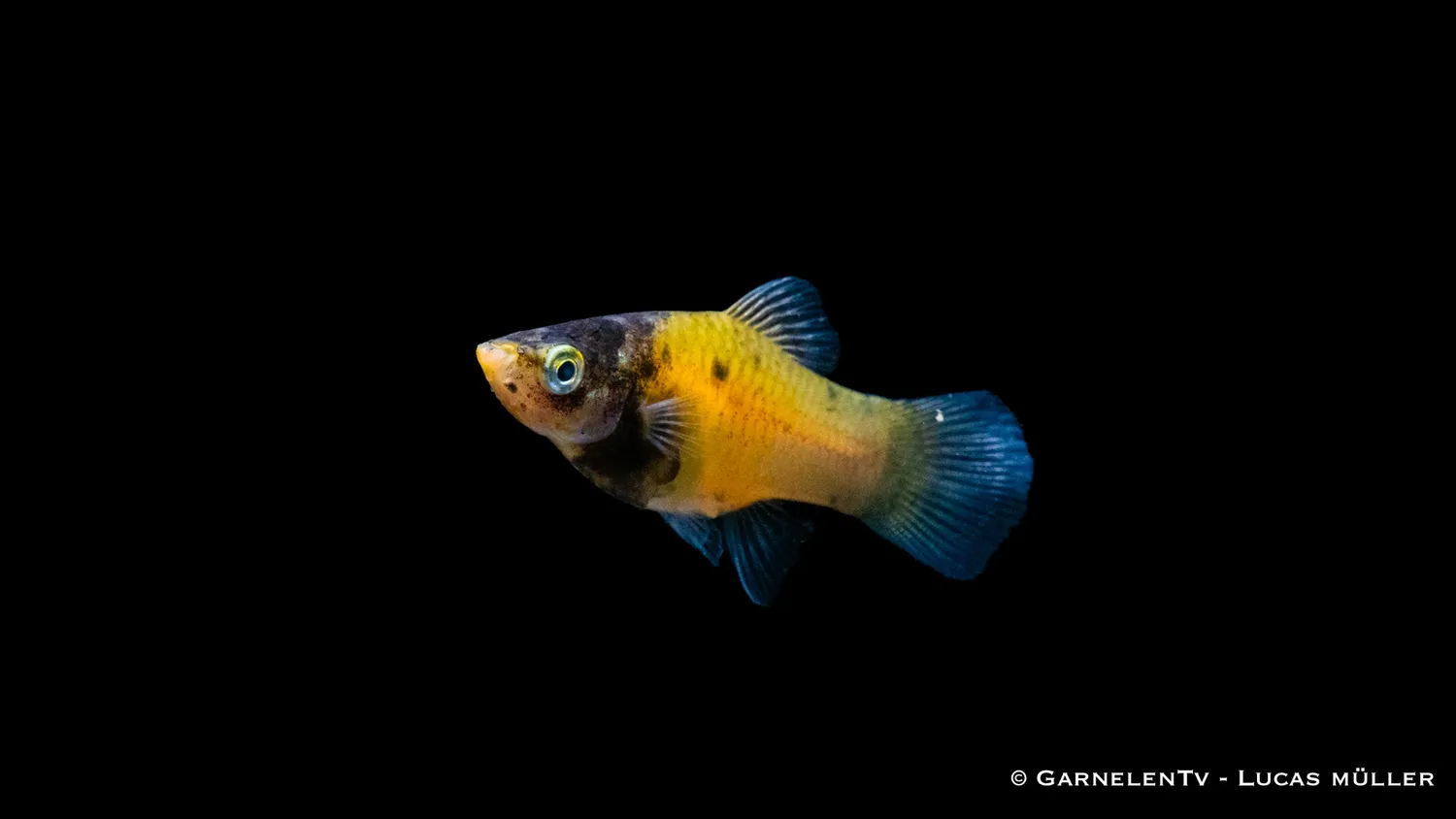 Garnelen TV Hummel Xiphophorus maculatus platy fläckig