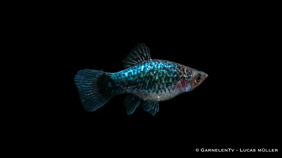 Garnelen TV Platy Blue Spotted akvariefisk 5-7 cm