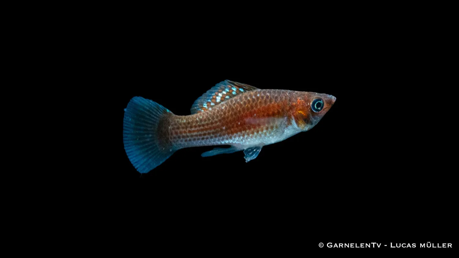 Garnelen TV Molly Bronze Poecilia latipinna akvariefisk
