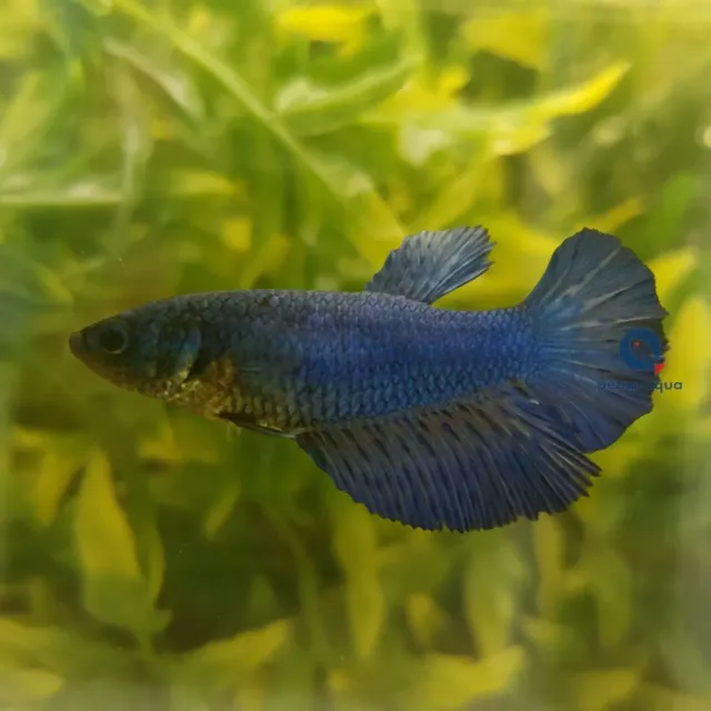 Näsets Ciklidhobby Betta SuperDelta blue kampfiskhona XL
