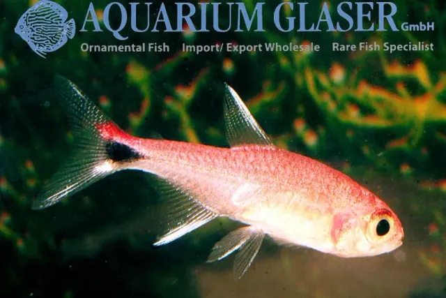 Näsets Ciklidhobby Ruby Tetra tetra md-lg stimfisk