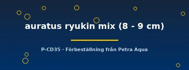 Näsets Ciklidhobby Ryukin mix guldfisk 8–9 cm