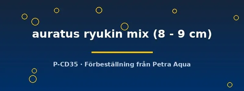 Näsets Ciklidhobby Ryukin mix guldfisk 8–9 cm