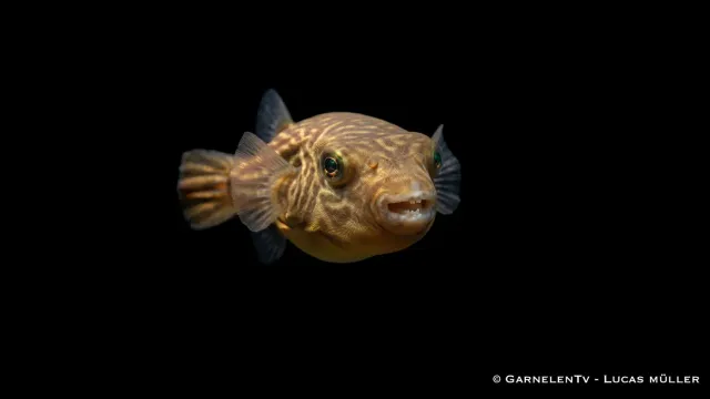 Garnelen TV Nil kulfisk Tetraodon fahaka 15–17 cm