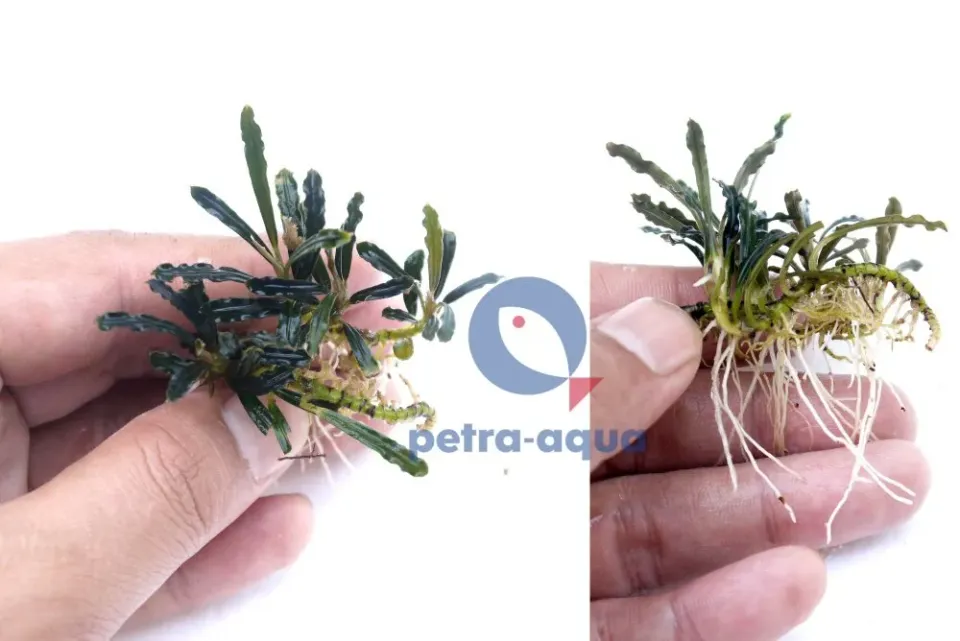 Näsets Ciklidhobby Bucephalandra isabelle Easy8 akvarieväxt tålig