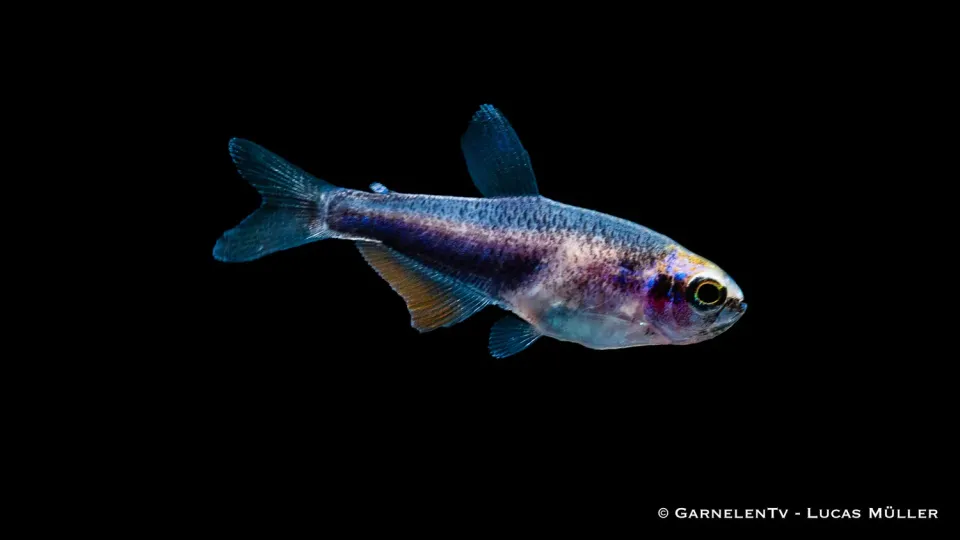 Garnelen TV Kungstetra Super Blue stimfisk blå