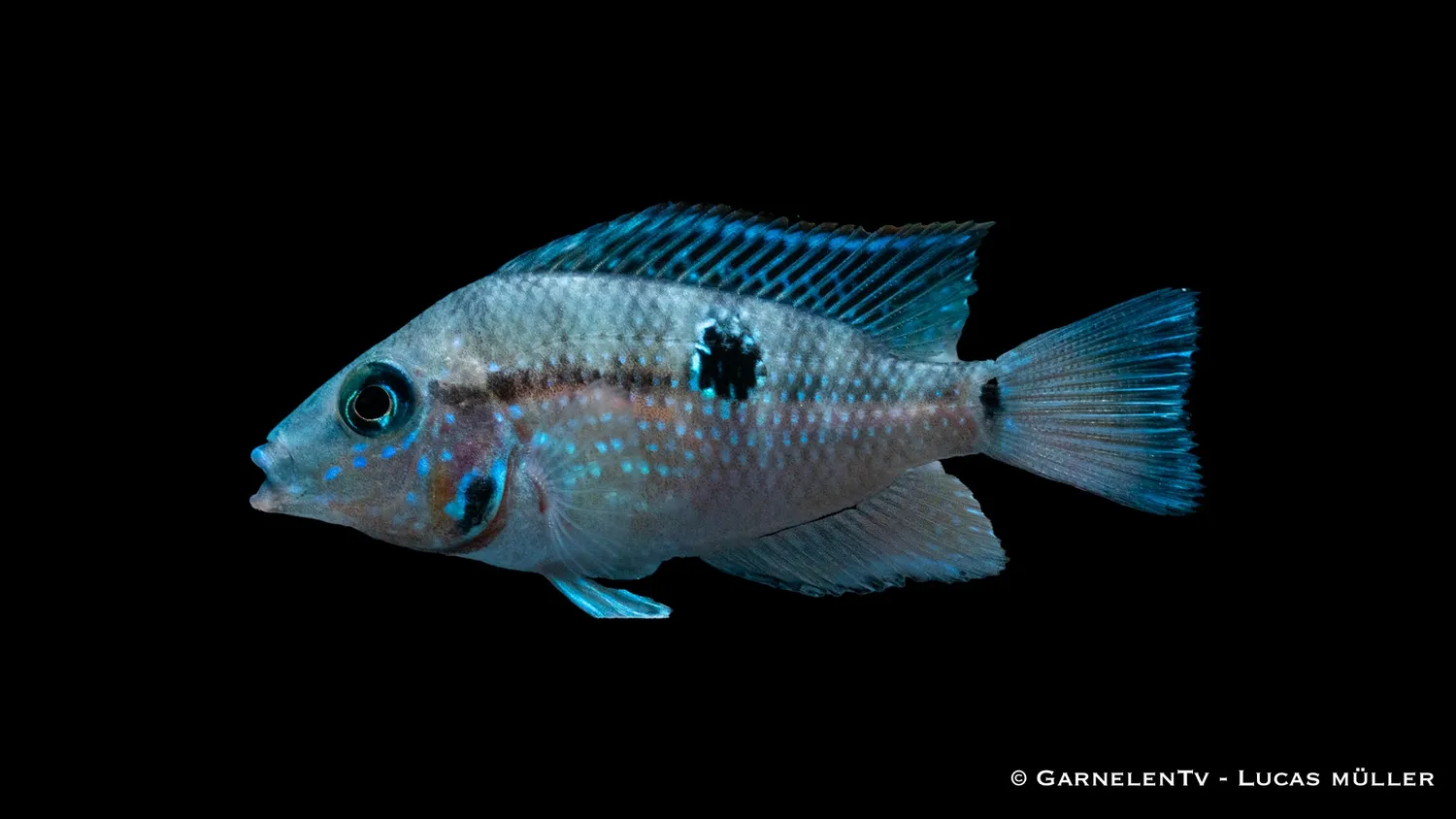 Garnelen TV Eldmunsciklid Thorichthys meeki akvariefisk