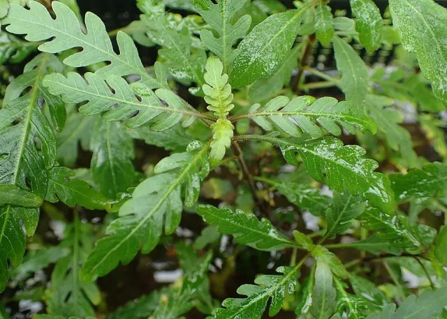 Näsets Ciklidhobby Hygrophila pinnatifida PE akvarieväxt